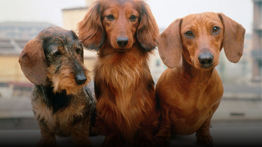 Types of Dachshund Coats